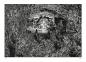 Preview: Manga: H.P. Lovecraft Manga: Der Schatten über Innsmouth